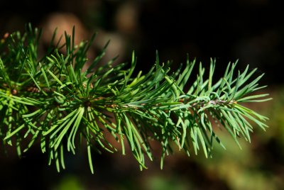 Larix kaempferi - modřín japonský - jehlice